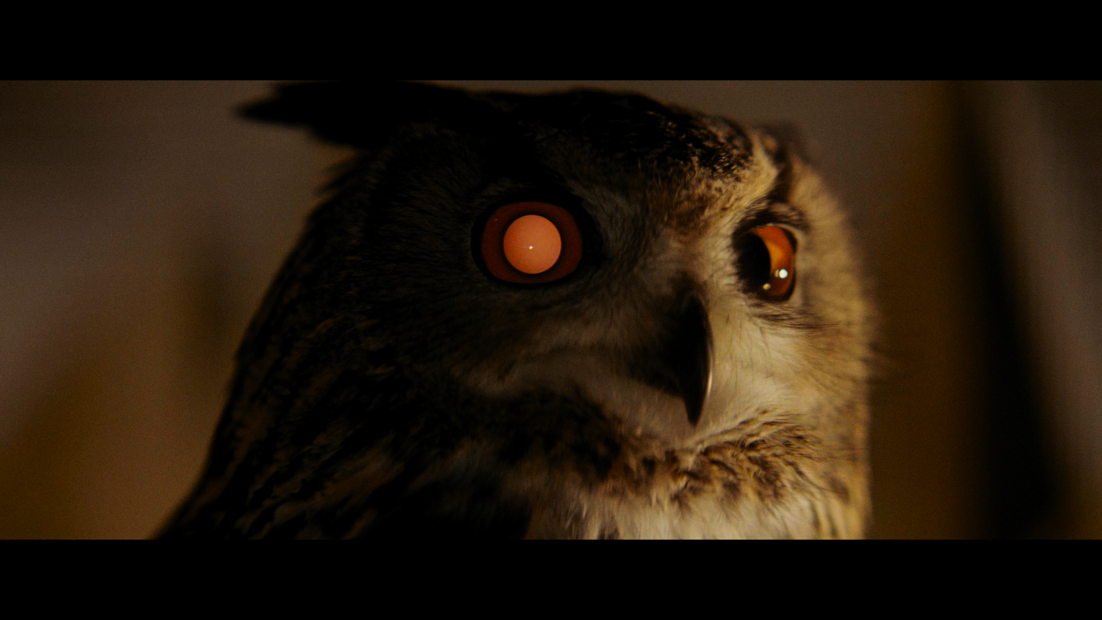 Видна сова по. Owl Blade Runner. Сова в темноте. Глаза Совы в темноте. Филин в темноте.