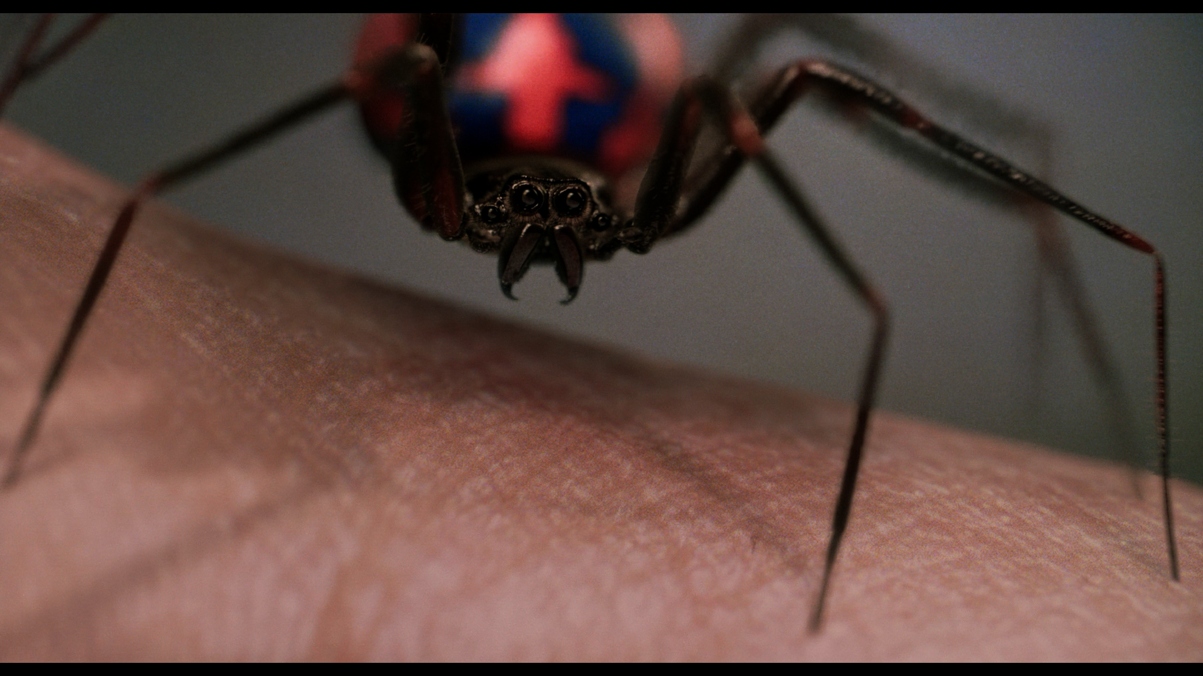 Паук видит человека. Паук который укусил Питера Паркера. Питера Паркера укусил радиоактивный паук. Человек паук 2002 укус паука. Паук чёрная вдова укус.